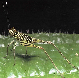 パジャマクサヒバリ