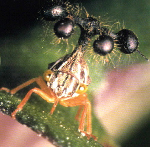 ヨツコブツノゼミ